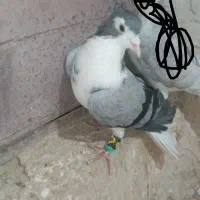 ساده سبز  کاکلی نرمست به شرط|پرنده|شیروان (خراسان), |دیوار