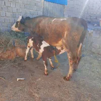 گاو شیری با گوساله