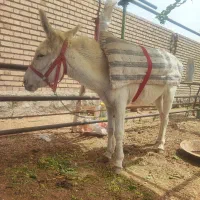 الاغ گله ای