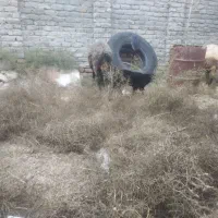 باسلام گوسفندبابره نر سالم جوان|حیوانات مزرعه|گمیشان, |دیوار