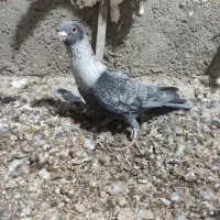 کبوتر|پرنده|برازجان, |دیوار