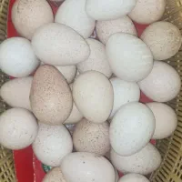 تخم بوقلمون