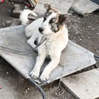 واگذاری سگ نگهبان