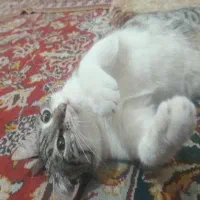 واگذاری گربه|گربه|فاضل آباد, |دیوار