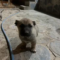 سرابی نسل بز دهکرد|سگ|شهرکرد, |دیوار