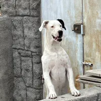 سگ داگوارژانتین نر 8 ماه