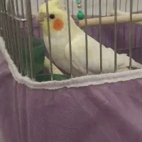 عروس هلندی نر