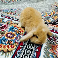 بچه خرگوش لوپ