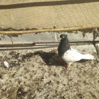 چپ سرخ،کله سیاه|پرنده|تاکستان, |دیوار