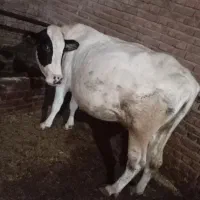 گاو|حیوانات مزرعه|نظر کهریزی, |دیوار