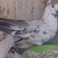 کفتر