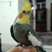 گمشده/امروز 3مهر/در حوالی سازمان برنامه مرکزی