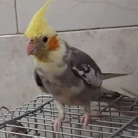 فروش عروس هلندی نر