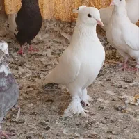 کبوتر سفیدکاکلی پاپر نر