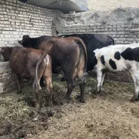 با سلام گاو