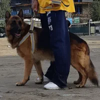 سگ ژرمن اصیل المان شیبدار پا خرگوشی