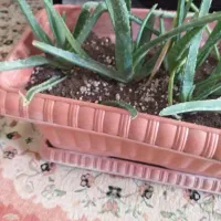 گیاه آلوئه وراء آپارتمانی|گل و گیاه طبیعی|ری, دولتآباد|دیوار