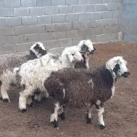 بره ریز،بز،میش،بزغاله|حیوانات مزرعه|مبارکه, |دیوار