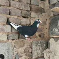 پلاکی ، سبز کلاغ ، زرد