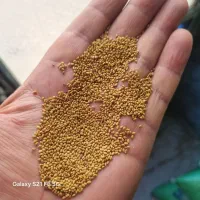بذر یونجه . شبدر . اسپرس. شنبلیله