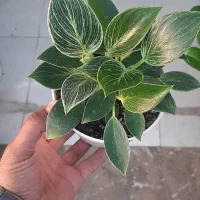 حراج گل و گیاه