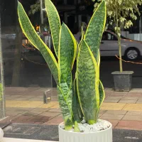 انواع گل اپارتمانی