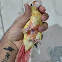 ردچیک|پرنده|اسفراین, |دیوار