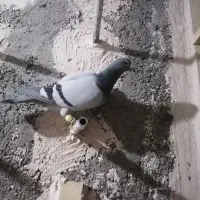 سبز نر|پرنده|فردوس (خراسان), |دیوار