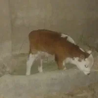 سلام جوانه فروشی