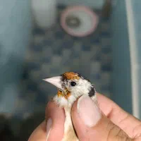 سیره جوجه قفس نر تضمینی