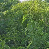 نهال|خدمات باغبانی و درختکاری|نوشین شهر, |دیوار