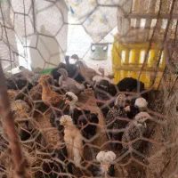 جوجه ۱ماهه رسمی وکاکلی سالم