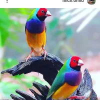 گلدین و کرواتی و بنگالی همه رنگ