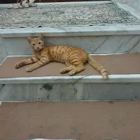 گربه واگذاری