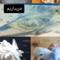 مرغ عشق ماده و پروانه ای
