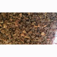 مویز بش درجه یک