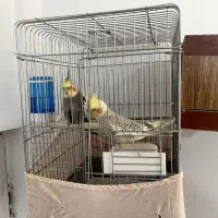 عروس هلندی مولد