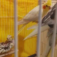 یک جفت عروس لوتینو با جوجه|پرنده|شیروان (خراسان), |دیوار