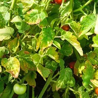 گوجه ریز عالی|گل و گیاه طبیعی|آق قلا, |دیوار