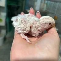 کوتوله برزیلی