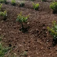 پرورش ماهی