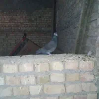 کلاغ آلمانی
