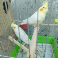 عروس پاریس هلندی|پرنده|اهواز, گلدشت|دیوار