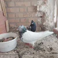 کله سیاه نر کله سبز ماده.کله سیا یک چشم کوره