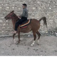 مادیان با کره نریان ۳ ماه