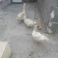 غاز