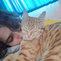 گربه گمشده|حیوانات|لنجان, |دیوار