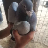 کبوتر میفروشم