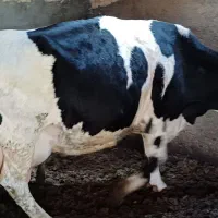 گاو گوساله
