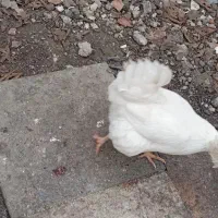 مرغ|حیوانات مزرعه|بندر ترکمن, |دیوار